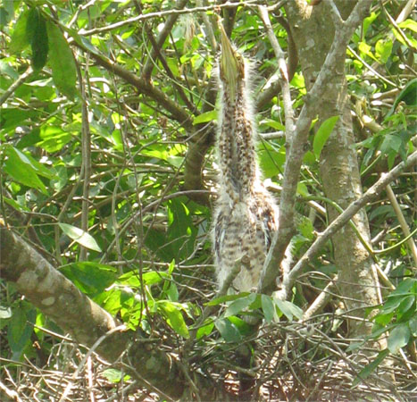 Jungvogel